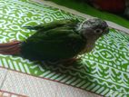 drf Yellow sided green check conure baby
