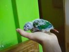 drf yellow sided green cheek conure baby