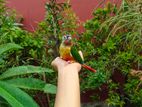 Yellow sided greencheek conure baby Sell