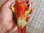 dubble red factor pineapple conure