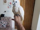 Ducorp Cockatoo