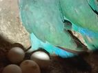 Bird For Sale