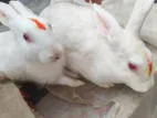 দুই পিস খরগোশ বিক্রি