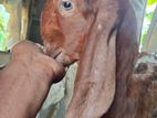 দুই পিস তোতাপরী বাচ্চা
