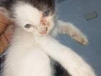 দুই রঙের দুটি চক্ষু Cat Food Free Mix Breed