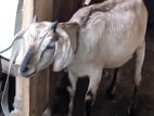 দুইটা দেশি ছাগল বিক্রয় হবে।