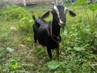 দুইটা পাঠির বাচ্চাসহ ছাগল