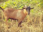 দুইটি বড় জাতের দেশি খাসি সাগল বিক্রি হবে।