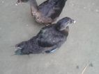 Muscovy ducks sell