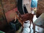 দুইটি রাম ছাগল মেয়ে বিক্রি করা হবে,,,,
