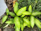 Dumb Cane/indoor Plant