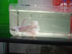 Dumbo Ear Betta