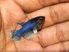 Dumbo Ear Plakat Betta Fishes