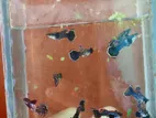 Dumbo Mosaic Guppy 50 Days Age.