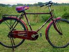 Duranta Cycle Sell ফুল রানিং