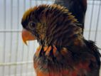 Dusky Lory Adult Pair