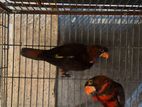 Dusky Lory Pair Available