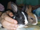 Dutch-cross Rabbit