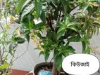 দুটি আম গাছ (কিউজাই ওকাটিমন) . সজনী