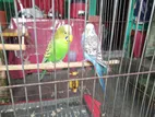 দুটি বাজরিগার পাখি বিক্রি করা হবে