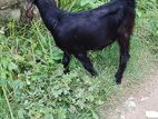 দুটি ভালো জাতের পাঠি ছাগল