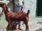 দুটি রানিং দুধের ছাগি