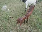 দুটো মা ছাগলের বাচ্চা বিক্রি হবে