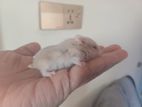 dwarf hamster