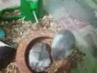 Dwarf hamster high mottled
