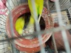 Bird sell