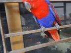 Eclectus Female