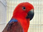 Eclectus Parrot Female Available