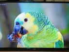 ECO+ 32 INCHI SMART ANDROID 4K TV FOR SELL