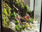 Eco-Forest Terrarium (Natural Beauty)