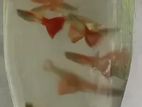 এডাল গাপ্পি মাছ