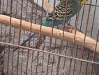 এডাল্ট বাজরিগার