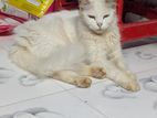এডাল্ট বিড়াল