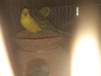 Budgerigar for sell