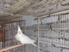 এডাল্ট এলবিনো ফিমেল