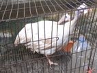 এডাল্ট সাদা তিতির