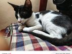 Cat Adoption