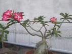 এডনিয়াম। Adenium obesum