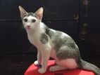 Adoption cat