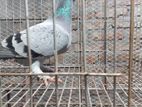 এগজিবিশন কবুতর, Exhibition Pigeons