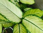এগলোলিমা