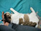 Cat for sale