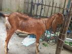 এই ছাগিটাকে বিক্রি করা হবে