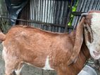 এই ছাগল টি বিক্রি করা হবে
