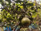 এই গাছগুলি বিক্রি করা হবে।