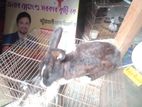 এই খরগোশ টি বিক্রি করা হবে
